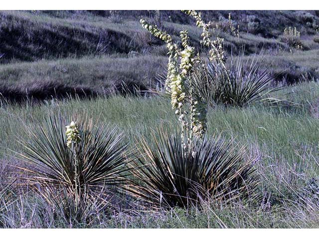 Yucca glauca (Soapweed yucca) #73677