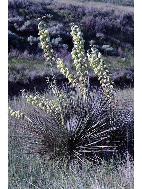 Yucca glauca (Soapweed yucca) #73680