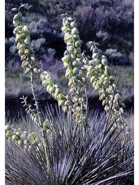 Yucca glauca (Soapweed yucca) #73681