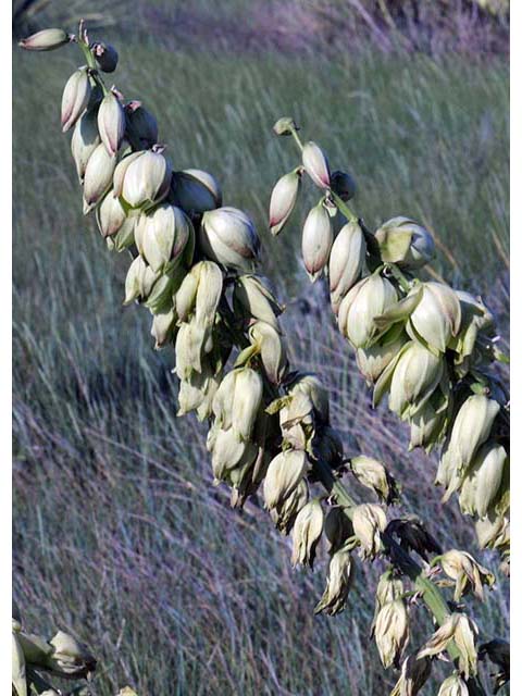 Yucca glauca (Soapweed yucca) #73683