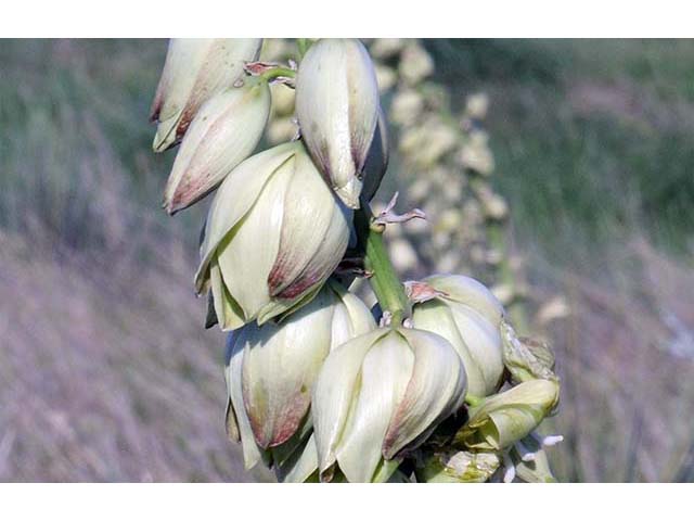Yucca glauca (Soapweed yucca) #73684
