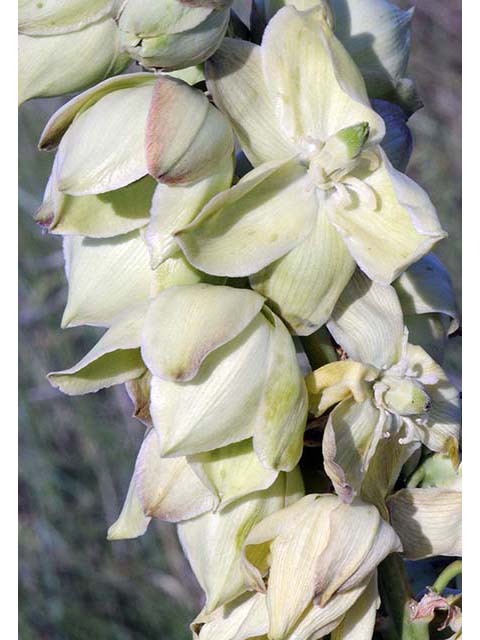Yucca glauca (Soapweed yucca) #73687