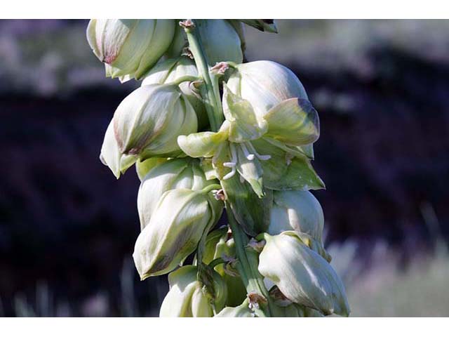 Yucca glauca (Soapweed yucca) #73689