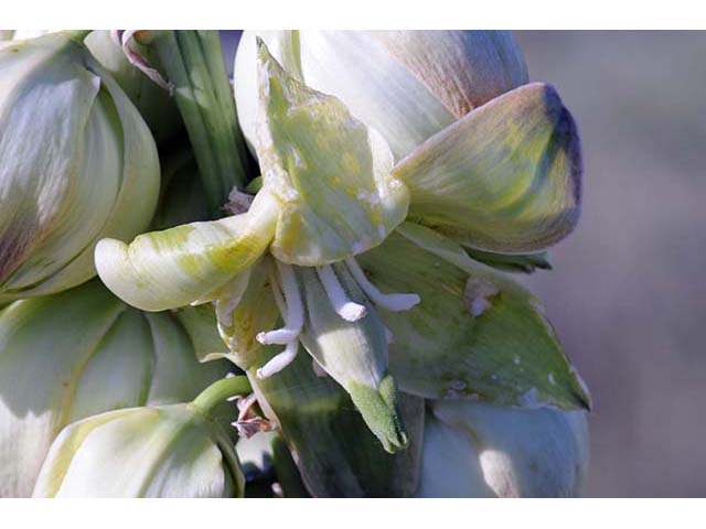 Yucca glauca (Soapweed yucca) #73691