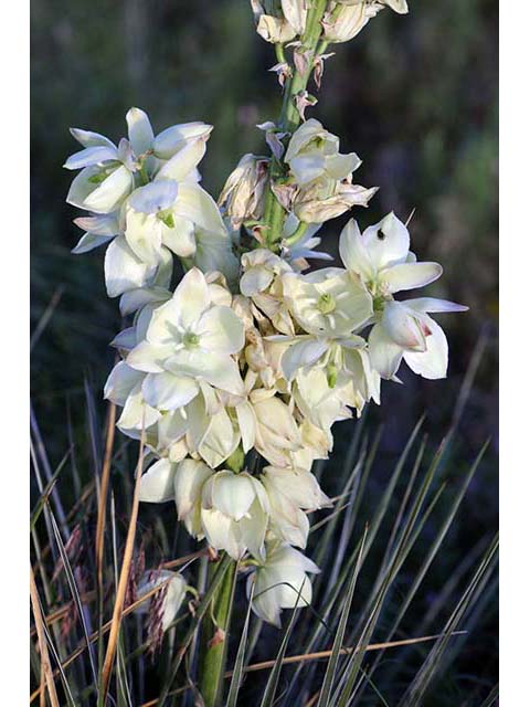 Yucca glauca (Soapweed yucca) #73698