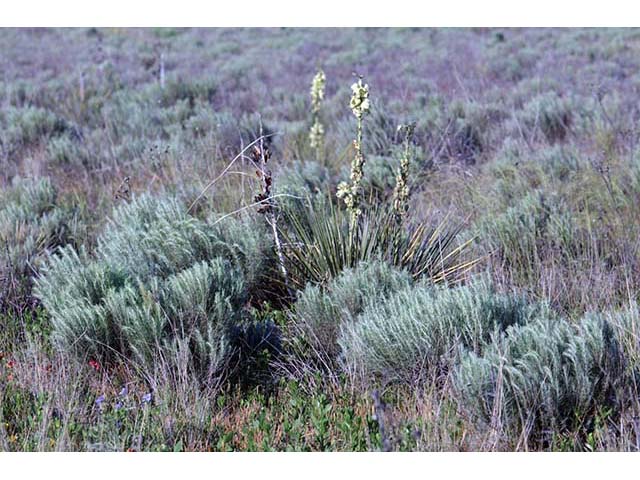 Yucca glauca (Soapweed yucca) #73707