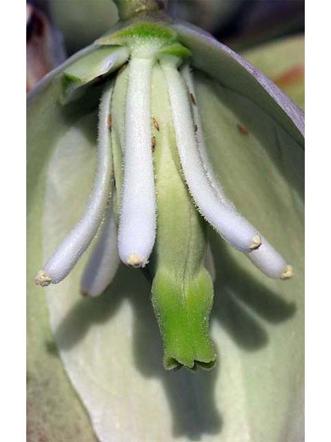 Yucca glauca (Soapweed yucca) #73714