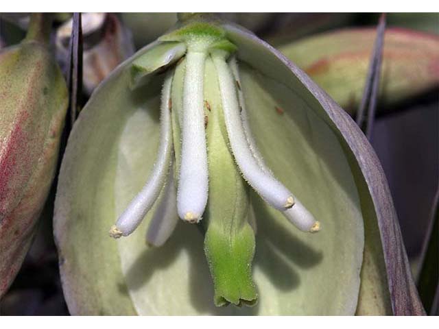Yucca glauca (Soapweed yucca) #73715