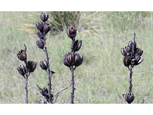 Yucca glauca (Soapweed yucca) #73718