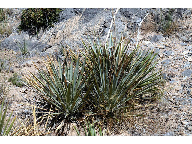 Yucca harrimaniae var. harrimaniae (Spanish bayonet) #73725