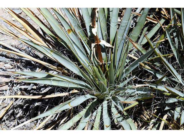 Yucca harrimaniae var. harrimaniae (Spanish bayonet) #73727
