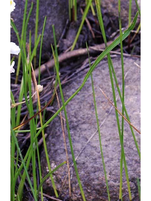 Sagittaria graminea (Grassy arrowhead) #73759