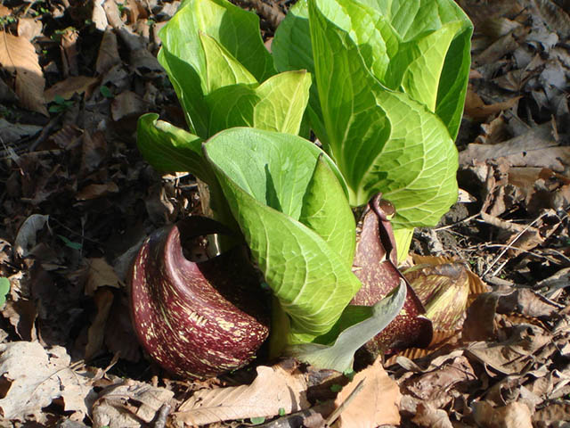 Symplocarpus foetidus (Skunk cabbage) #73771