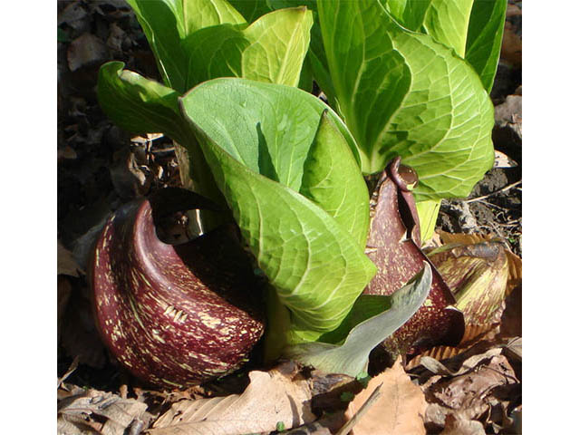 Symplocarpus foetidus (Skunk cabbage) #73772