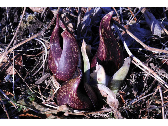 Symplocarpus foetidus (Skunk cabbage) #73777