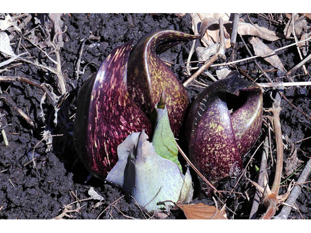 Symplocarpus foetidus (Skunk cabbage) #73779