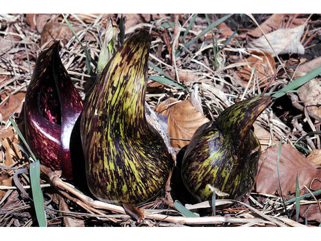 Symplocarpus foetidus (Skunk cabbage) #73780