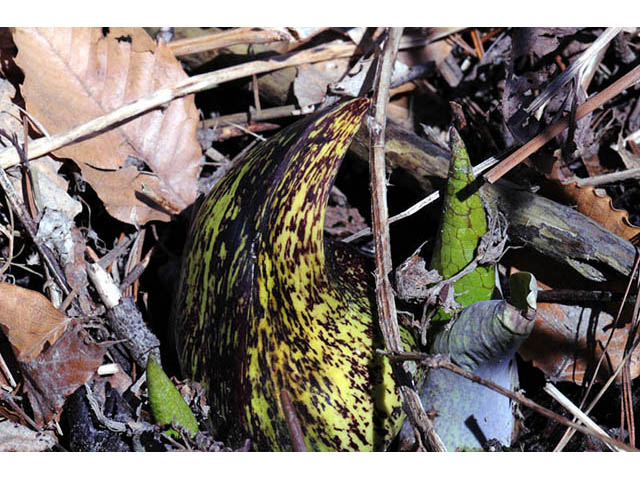 Symplocarpus foetidus (Skunk cabbage) #73781