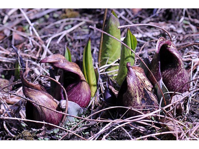 Symplocarpus foetidus (Skunk cabbage) #73784