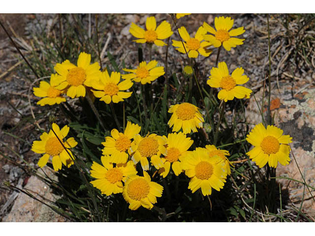 Tetraneuris acaulis var. arizonica (Arizona four-nerve daisy) #73797