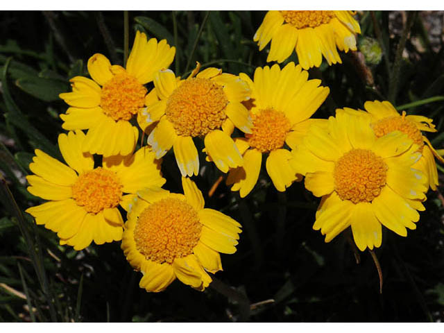 Tetraneuris acaulis var. arizonica (Arizona four-nerve daisy) #73798