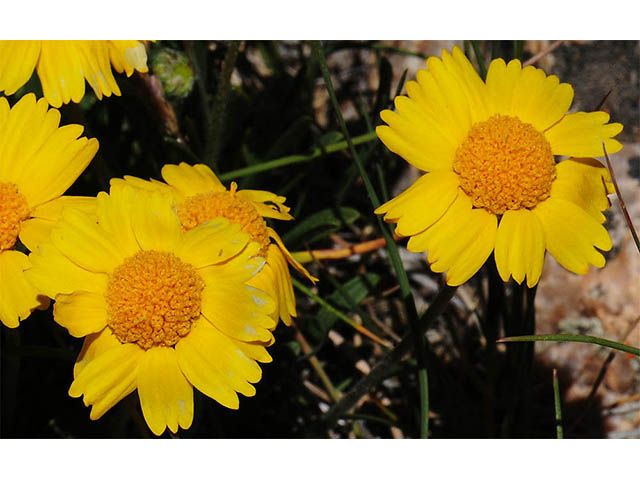 Tetraneuris acaulis var. arizonica (Arizona four-nerve daisy) #73799
