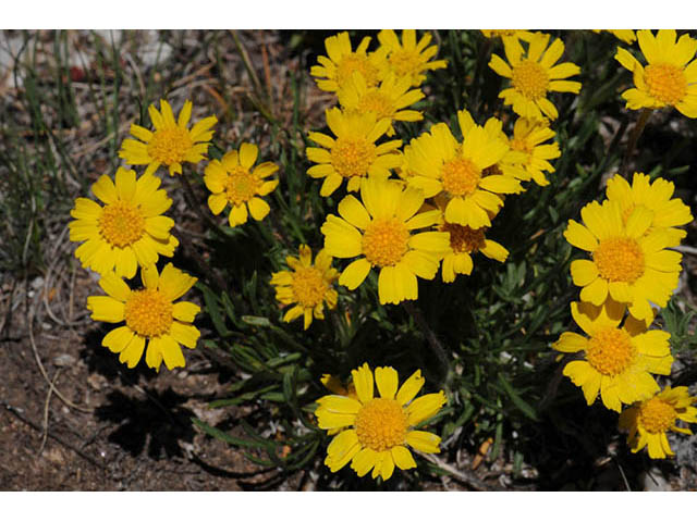Tetraneuris acaulis var. arizonica (Arizona four-nerve daisy) #73800