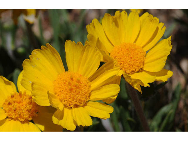 Tetraneuris acaulis var. arizonica (Arizona four-nerve daisy) #73802