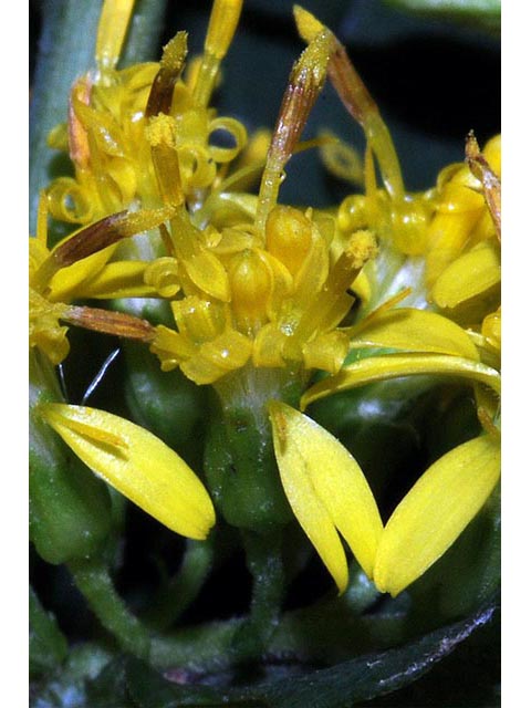 Solidago caesia var. caesia (Wreath goldenrod) #73904