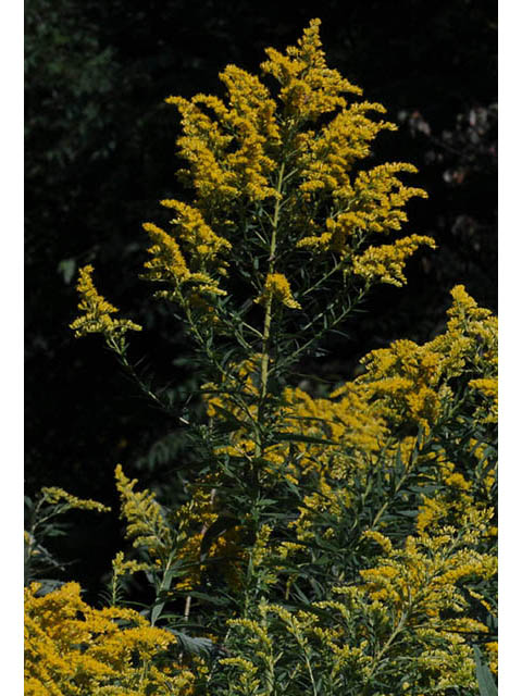 Solidago canadensis var. canadensis (Canada goldenrod) #73933