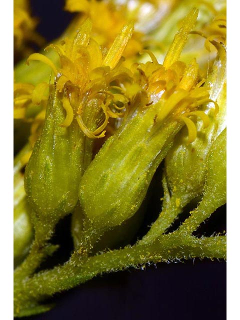 Solidago canadensis var. canadensis (Canada goldenrod) #74016