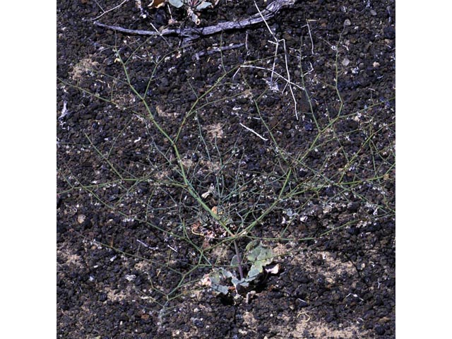 Eriogonum deflexum var. nevadense (Nevada buckwheat) #51746