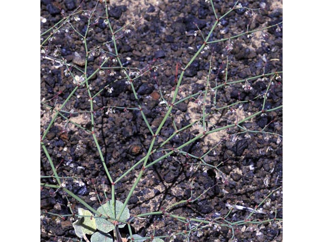 Eriogonum deflexum var. nevadense (Nevada buckwheat) #51748
