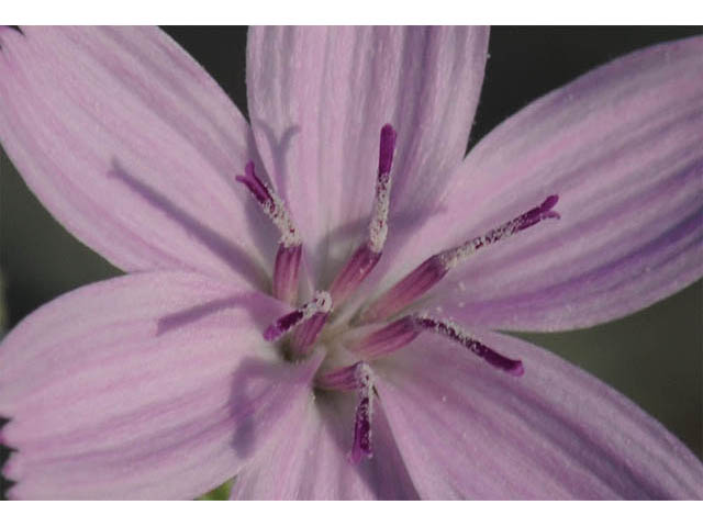 Stephanomeria exigua (Small wirelettuce) #74233