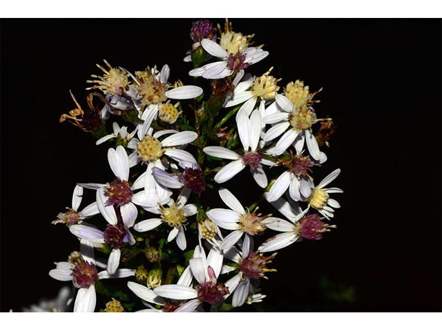 Symphyotrichum cordifolium (Broad-leaved aster) #74237