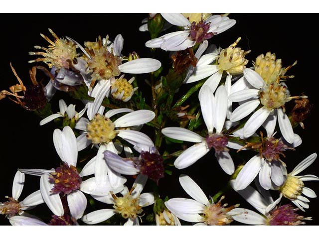 Symphyotrichum cordifolium (Broad-leaved aster) #74238