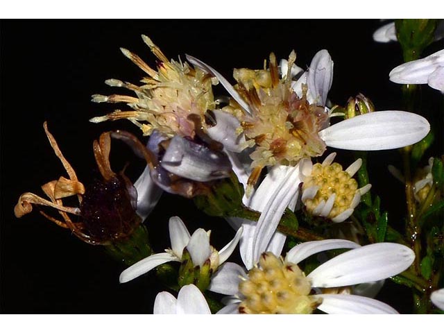 Symphyotrichum cordifolium (Broad-leaved aster) #74239