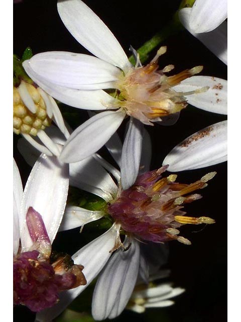 Symphyotrichum cordifolium (Broad-leaved aster) #74240