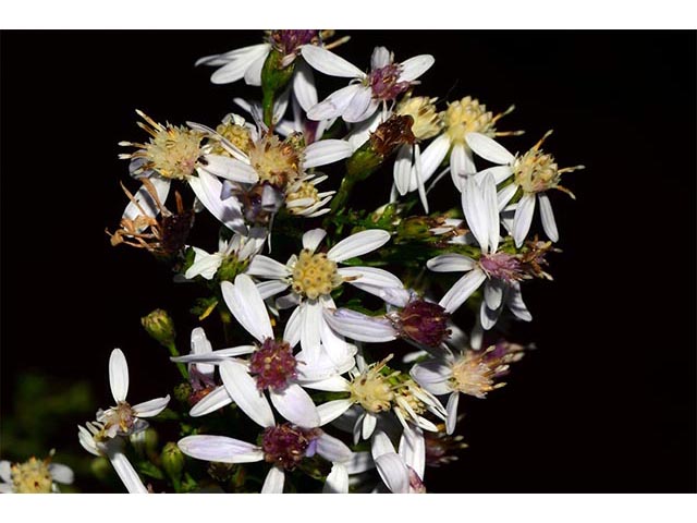 Symphyotrichum cordifolium (Broad-leaved aster) #74241