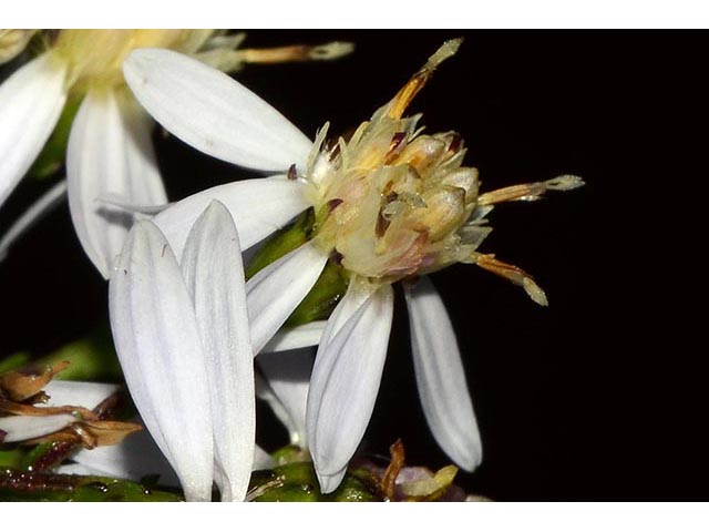 Symphyotrichum cordifolium (Broad-leaved aster) #74242