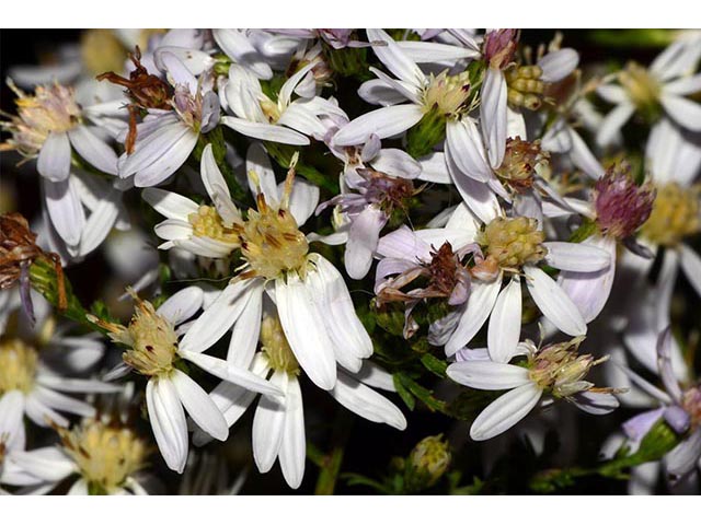 Symphyotrichum cordifolium (Broad-leaved aster) #74243