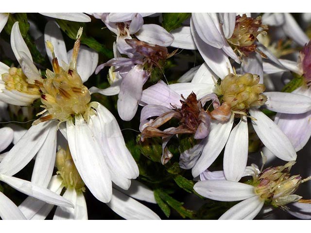 Symphyotrichum cordifolium (Broad-leaved aster) #74244