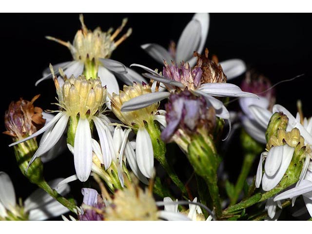 Symphyotrichum cordifolium (Broad-leaved aster) #74245