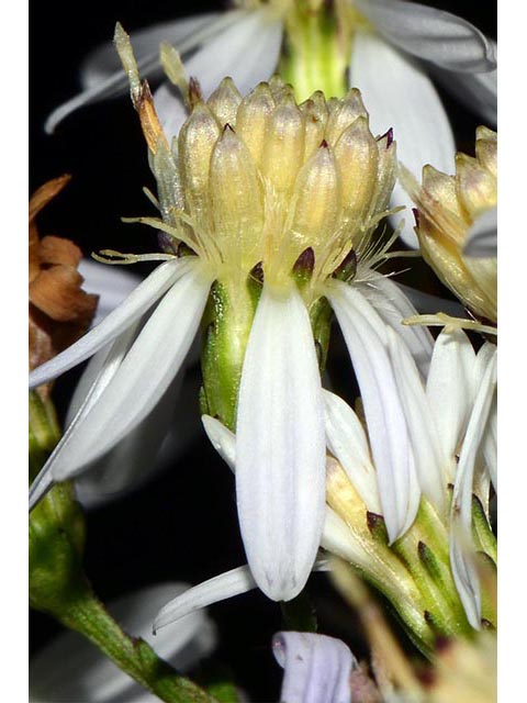 Symphyotrichum cordifolium (Broad-leaved aster) #74246