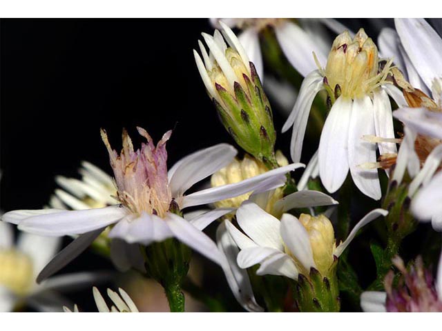 Symphyotrichum cordifolium (Broad-leaved aster) #74247
