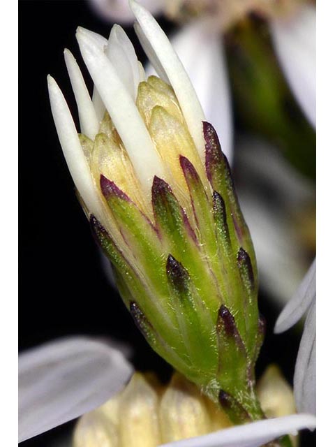 Symphyotrichum cordifolium (Broad-leaved aster) #74248