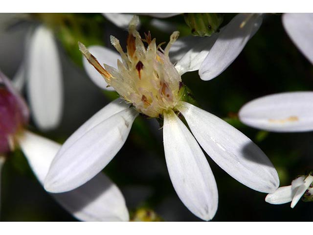 Symphyotrichum cordifolium (Broad-leaved aster) #74249