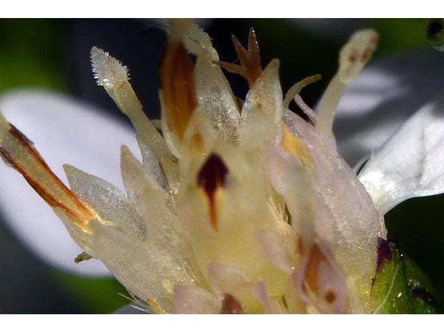 Symphyotrichum cordifolium (Broad-leaved aster) #74250