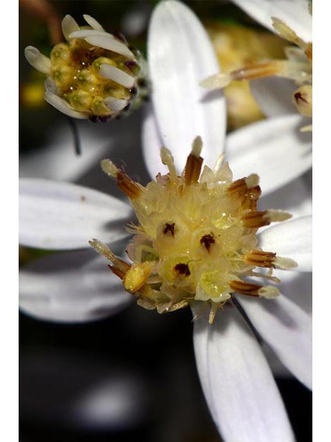 Symphyotrichum cordifolium (Broad-leaved aster) #74251