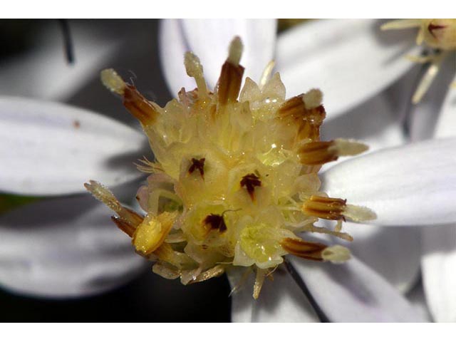 Symphyotrichum cordifolium (Broad-leaved aster) #74252